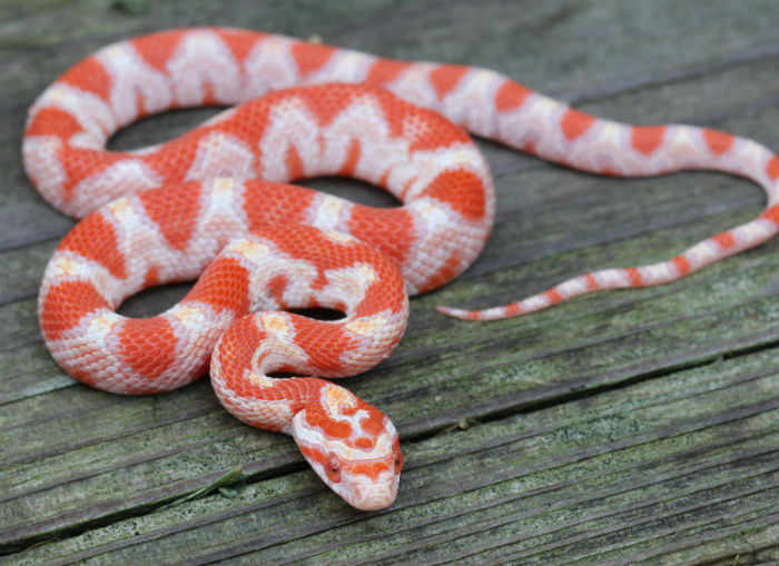 Reverse Okeetee Corn Snake